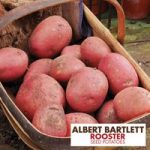 Potato ‘Rooster’