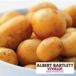 Potato ‘Vivaldi’