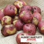 Potato ‘Apache’