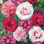 Dianthus Plant Lucky Dip