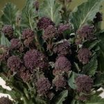 Broccoli ‘Early Purple Sprouting’ (Purple Sprouting)