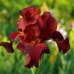 Iris ‘Pass the Wine’ (Re-Blooming)