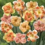 Narcissus ‘Rainbow Butterflies Mixed’