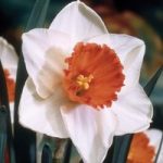 Narcissus ‘Decoy Red’