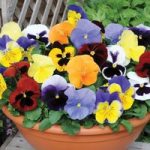 Pansy ‘Most Scented Mix’