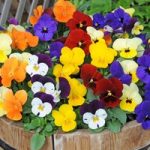 Viola ‘Most Scented’ Mix