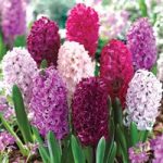 Hyacinth ‘Berries and Cream Mixture’ – Dutch Gardens