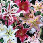 Oriental Lily Bulbs (Mixed)