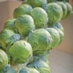 Brussels Sprout ‘Brilliant’ F1 Hybrid