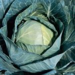 Cabbage ‘Sir’ F1 Hybrid (Summer/Autumn)