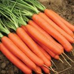Carrot ‘Romance’ F1 Hybrid