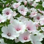 Lavatera trimestris ‘Dwarf Pink Blush’