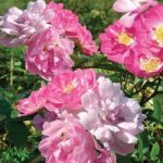 Rose multiflora nana perpetua ‘Garden Party’ (Miniature Rose)
