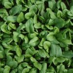 Spinach ‘Amazon’ F1 Hybrid
