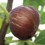 Fig ‘Madeleine des Deux Saisons’
