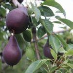 Pear ‘Red William’