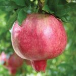 Pomegranate ‘Provence’