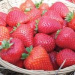 Strawberry ‘Buddy’ (Everbearer/ All Season)