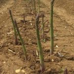 Asparagus officinalis ‘Connover’s Colossal’ (Spring/Autumn Planting)
