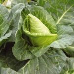 Cabbage ‘Duchy’ F1 Hybrid (Spring/Summer/Autumn) – SowStrong Collection