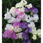Sweet Pea ‘Scent Infusion’