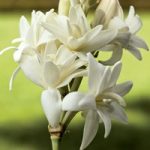Polianthes tuberosa ‘The Pearl’