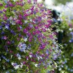 Lobelia erinus ‘Cascade Mixed’