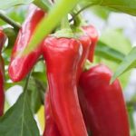 Chilli Pepper ‘Inferno’ F1 Hybrid (Moderately Hot)
