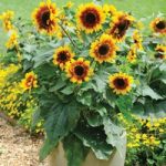 Sunflower ‘Solar Flash’ F1 Hybrid