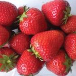 Strawberry ‘Elsanta’ (Mother Plants)