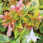 Abelia x grandiflora ‘Kaleidoscope’