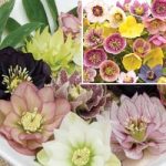 Hellebore Collection