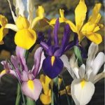 Iris ‘Dutch Mixed’