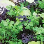 Salad Leaves ‘Bright and Spicy’