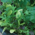 Salad Leaves ‘Colourfully Mild Mix’ – Kew Collection Seeds