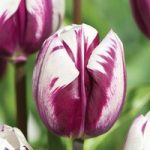 Tulip ‘Blueberry Ripple’