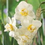 Narcissus ‘Cheerfulness’