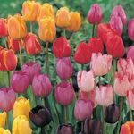 Tulip ‘Darwin Mixed’