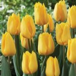 Tulip ‘Yellow Flight’