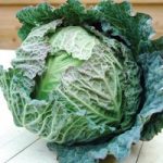 Cabbage ‘Tundra’ F1 Hybrid (Winter Savoy)