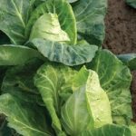 Cabbage ‘Hispi’ F1 Hybrid (Summer)