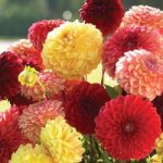 Dahlia variabilis ‘Pompone Mixed’