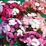 Dianthus barbatus ‘Kaleidoscope Mixed’