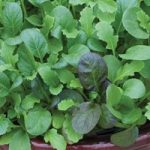 Salad Leaves ‘The Good Life Mix’
