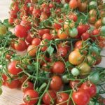 Tomato ‘Cherry Cascade’