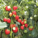 Strawberry ‘Anais’ (Everbearer/ All Season)