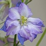 Larkspur ‘Fancy Purple Picotee’