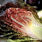 Lettuce ‘Intred’ (Romaine/Cos)