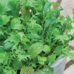 Salad Leaves ‘Nice ‘n’ Spicy’ Mixed