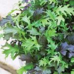 Salad Leaves ‘Frilly Mixed’